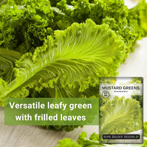 Packet (1) Sow Right Seeds - Greenwave Mustard Greens Seed for Planting - Non-GMO Heirloom with Instructions to Plant