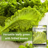 Packet (1) Sow Right Seeds - Greenwave Mustard Greens Seed for Planting - Non-GMO Heirloom with Instructions to Plant