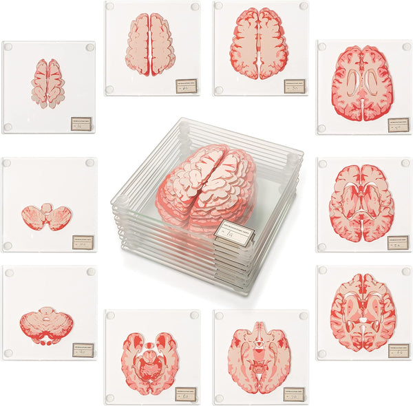 Anatomic Brain Specimen Coasters, Set of 10, Neuroscience Gifts for Medical Students