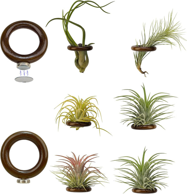Lucciuky 6 Pcs Air Plant Holder Magnet - Brown Small Air Plant Display