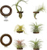 Lucciuky 6 Pcs Air Plant Holder Magnet - Brown Small Air Plant Display