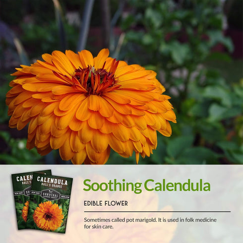 (1 Pack) Balls Orange Calendula Seeds for Planting Medicinal Herb & Edible Flower with Bright Orange Blooms Heirloom
