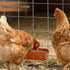DallerSoode 1.3 6 Pack,Hanging Hanging Chicken Feeders,Duck Feeder Waterer,Small Feed Trough Quart Fence Feed Trough