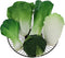 Woration Green Artificial Vegetables Set Lifelike Lettuce Broccoli Cabbage PU Food Model