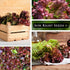 Packet (1) Sow Right Seeds - Lolla Rosa Lettuce Seed for Planting - Non-GMO Heirloom with Instructions to Plant a Home