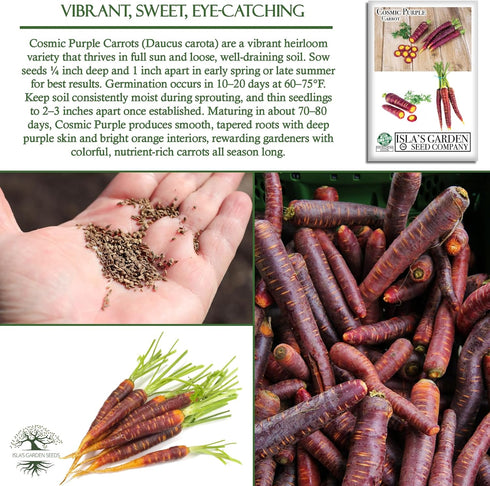 500+ Packet, Cosmic Purple Carrot Seeds for Planting, Heirloom Seeds Per (Isla's Garden Seeds), Non GMO Seeds