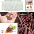 500+ Packet, Cosmic Purple Carrot Seeds for Planting, Heirloom Seeds Per (Isla's Garden Seeds), Non GMO Seeds