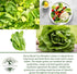 1000+ Parris Island Cos Romaine Lettuce Seeds (Lactuca sativa) Heirloom Non-GMO Seeds by Islas Garden Seeds, Crisp