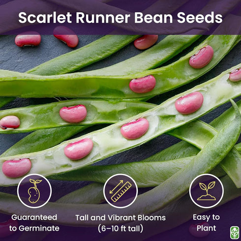 20 Heirloom Scarlet Runner Beans Seeds - Large Bean Seeds Non GMO - Marde Ross & Company