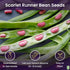 20 Heirloom Scarlet Runner Beans Seeds - Large Bean Seeds Non GMO - Marde Ross & Company