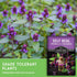 (2 Packs) Self-Heal Seeds for Planting - Prunella Vulgaris (All-Heal, Selfheal) Hardy Perennial Ground Cover