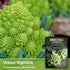 (5 Packs) Romanesco Broccoli Seeds for Planting - Exotic Italian Heirloom Vegetable with Unique Spiral Heads - High