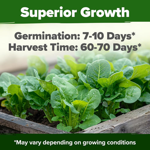 Pack, 7000+ HOME GROWN Romaine Lettuce Seeds, Paris Island Bulk Lettuce Seeds for Planting, High Germination Heirloom