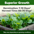 Pack, 7000+ HOME GROWN Romaine Lettuce Seeds, Paris Island Bulk Lettuce Seeds for Planting, High Germination Heirloom