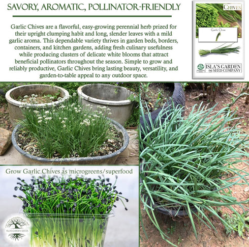 200+ Garlic Chives Seeds (Allium tuberosum, Chinese Chives) Non GMO & Heirloom Seeds, by Islas Garden Seeds, Use as