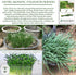200+ Garlic Chives Seeds (Allium tuberosum, Chinese Chives) Non GMO & Heirloom Seeds, by Islas Garden Seeds, Use as