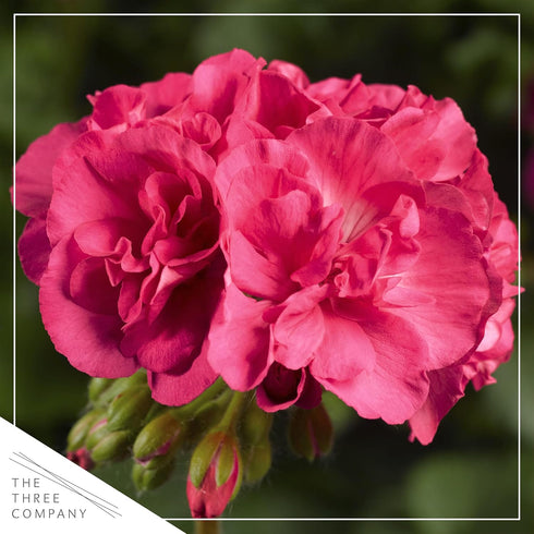 (3 Pack) 12" 5" 1 Live Flowering Zonal Geraniums - Salmon Plants Per - Beautiful Spring Flowers - Tall by Wide in Qt