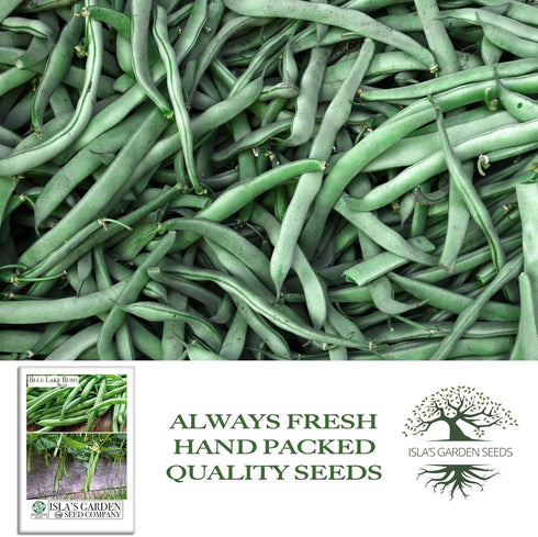 50+ Packet, Blue Lake Bush Green Bean Seeds, Heirloom Seeds Per Non GMO Seeds, (Isla's Garden Seeds), Botanical Name: