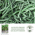 50+ Packet, Blue Lake Bush Green Bean Seeds, Heirloom Seeds Per Non GMO Seeds, (Isla's Garden Seeds), Botanical Name: