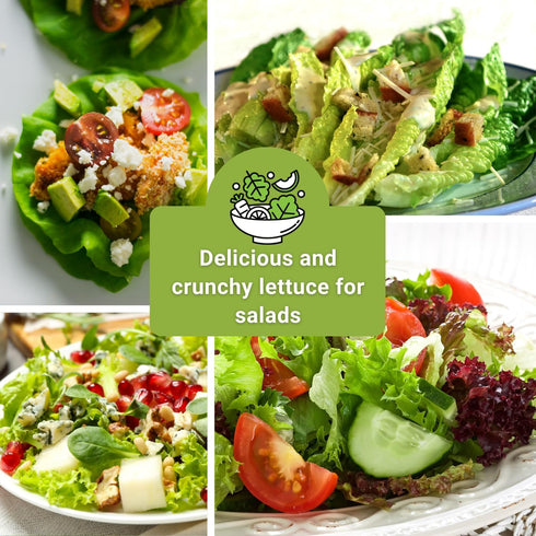 Packets Sow Right Seeds - Lettuce Seed Collection for Planting - Buttercrunch, Giant Caesar, Salad Bowl, and Lolla Rosa