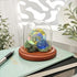 Plymor 3" x 3" Glass Display Dome Cloche with Walnut Base