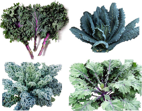 Harley Seeds 1000 Kale Mixed Seeds, This is a Mix Dwarf Blue Curled, Lacinato