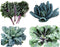 Harley Seeds 1000 Kale Mixed Seeds, This is a Mix Dwarf Blue Curled, Lacinato