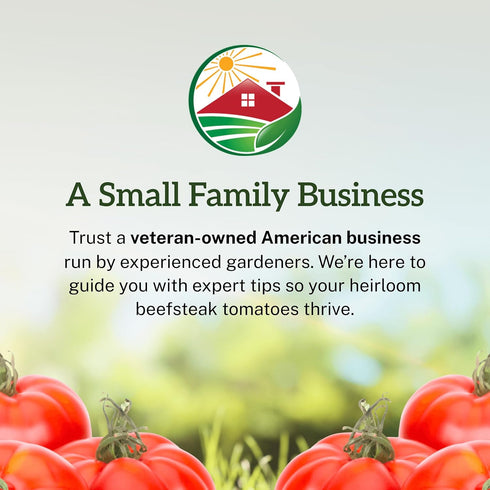 75+ TKE Farms & Gardens - Beefsteak Tomato Seeds for Planting, Heirloom Non-GMO Variety, Grow Large Juicy Slicing