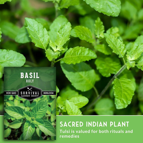 (1 Pack) Holy Basil Seed for Planting - Indian Sacred Herb Tulsi Seeds to Grow in Your Home Vegetable Garden - Non-GMO