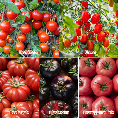 10 Packet Heirloom Tomato Seed Varieties - Non-GMO, Open Pollinated Seeds for Planting Home Garden - Beefsteak, Roma