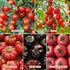 10 Packet Heirloom Tomato Seed Varieties - Non-GMO, Open Pollinated Seeds for Planting Home Garden - Beefsteak, Roma