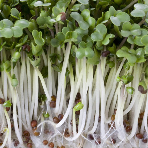 10 oz Country Broccoli, Non-GMO Seeds,Sprouting Sprouts Microgreens, Pure Seed, Creek LLC Brand