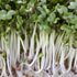 10 oz Country Broccoli, Non-GMO Seeds,Sprouting Sprouts Microgreens, Pure Seed, Creek LLC Brand