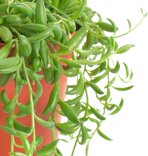 6" Shop Succulents String of Bananas Hanging Succulent, Fully Rooted Live Succulent Plant with Hanger, Low Maintenance