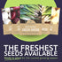 Pack 6 Packs 2026 Organic Onion Seeds Variety - Individual - Season - Walla Walla, Gladstone, Red Geneva and More!