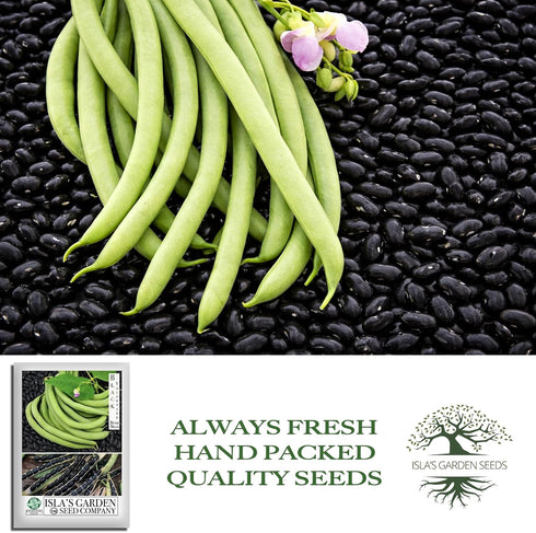 50+ Packet, "Black Valentine" Bush Bean Seeds, Heirloom Seeds Per Non GMO Seeds, (Isla's Garden Seeds), Botanical Name: