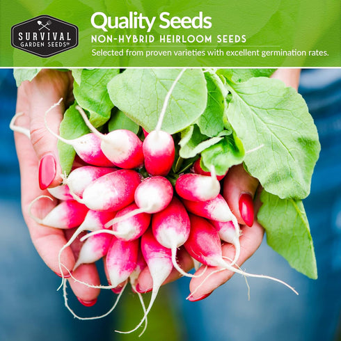 Pack 6 Root Vegetable Seeds for Planting Variety Heirloom Non-GMO Root Crops: Carrots, Turnips, Radishes, Kohlrabi