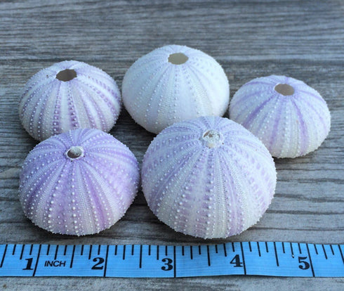 Nautical Crush Trading Sea Urchins Shells for Air Plants, 5 Purple (1.5-2.5") Hanging Holders, No Plants Included