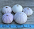 Nautical Crush Trading Sea Urchins Shells for Air Plants, 5 Purple (1.5-2.5") Hanging Holders, No Plants Included