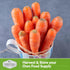 126 (1 Pack) Danvers Carrot Seeds Danvers Half-Long Carrots for Planting, High-Yield Heirloom Variety Non-GMO, Open