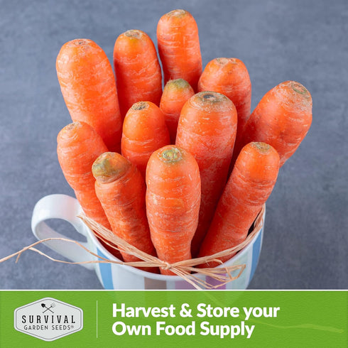 126 (2 Packs) Danvers Carrot Seeds Danvers Half-Long Carrots for Planting, High-Yield Heirloom Variety Non-GMO, Open