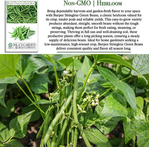 50+ Summer Burpee Stringless Green Bean Seeds (Phaseolus vulgaris) Non-GMO Heirloom Seeds by Islas Garden Seeds, Crisp