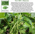 50+ Summer Burpee Stringless Green Bean Seeds (Phaseolus vulgaris) Non-GMO Heirloom Seeds by Islas Garden Seeds, Crisp