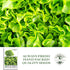 1000+ Salad Bowl Lettuce Seeds (Lactuca Sativa) Non-GMO Heirloom Seeds by Islas Garden Seeds, Tender Oakleaf Variety