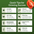 75+ TKE Farms & Gardens - Beefsteak Tomato Seeds for Planting, Heirloom Non-GMO Variety, Grow Large Juicy Slicing