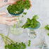 2 2 Pack Modern Sprout Produce Keeper for Fresh Herbs & Greens - Eco-Friendly, BPA-Free, Sustainable Materials