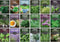 Culinary Herb Seeds Variety Pack for Planting - Grow 18 Heirloom Kitchen
