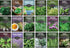 Culinary Herb Seeds Variety Pack for Planting - Grow 18 Heirloom Kitchen
