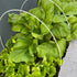 4000+ Florida Broadleaf Mustard Seeds for Planting Vegetable Seeds for Green Leaf Non-GMO Heirloom Garden Seed Small