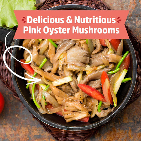 10 Back to The Roots Organic Pink Miniature Mushroom Grow Kit, Harvest Gourmet Mushrooms in Days